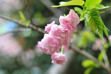 DSC_4694.jpg