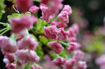 DSC_4695.jpg