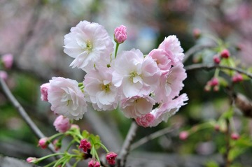 DSC_4699.jpg