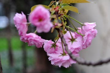 DSC_4706.jpg