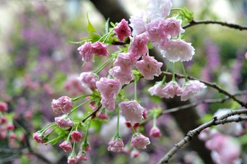 DSC_4709.jpg