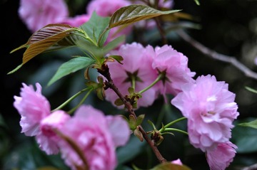 DSC_4794.jpg