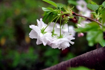 DSC_4746.jpg