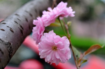 DSC_4761.jpg