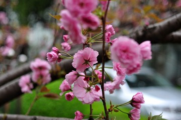 DSC_4763.jpg