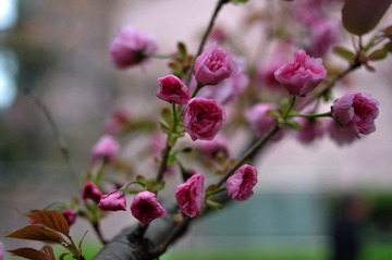 DSC_4765.jpg