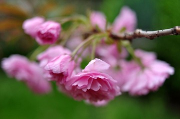 DSC_4768.jpg