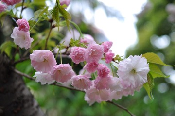 DSC_4774.jpg