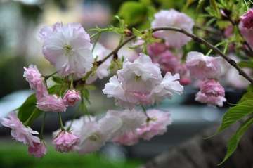 DSC_4775.jpg