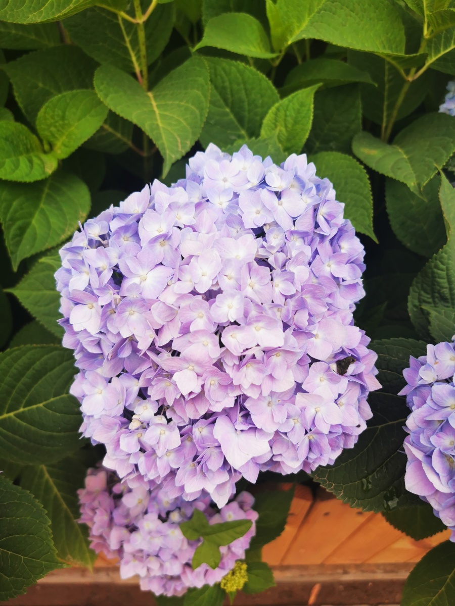 花团锦簇漂亮的绣球花