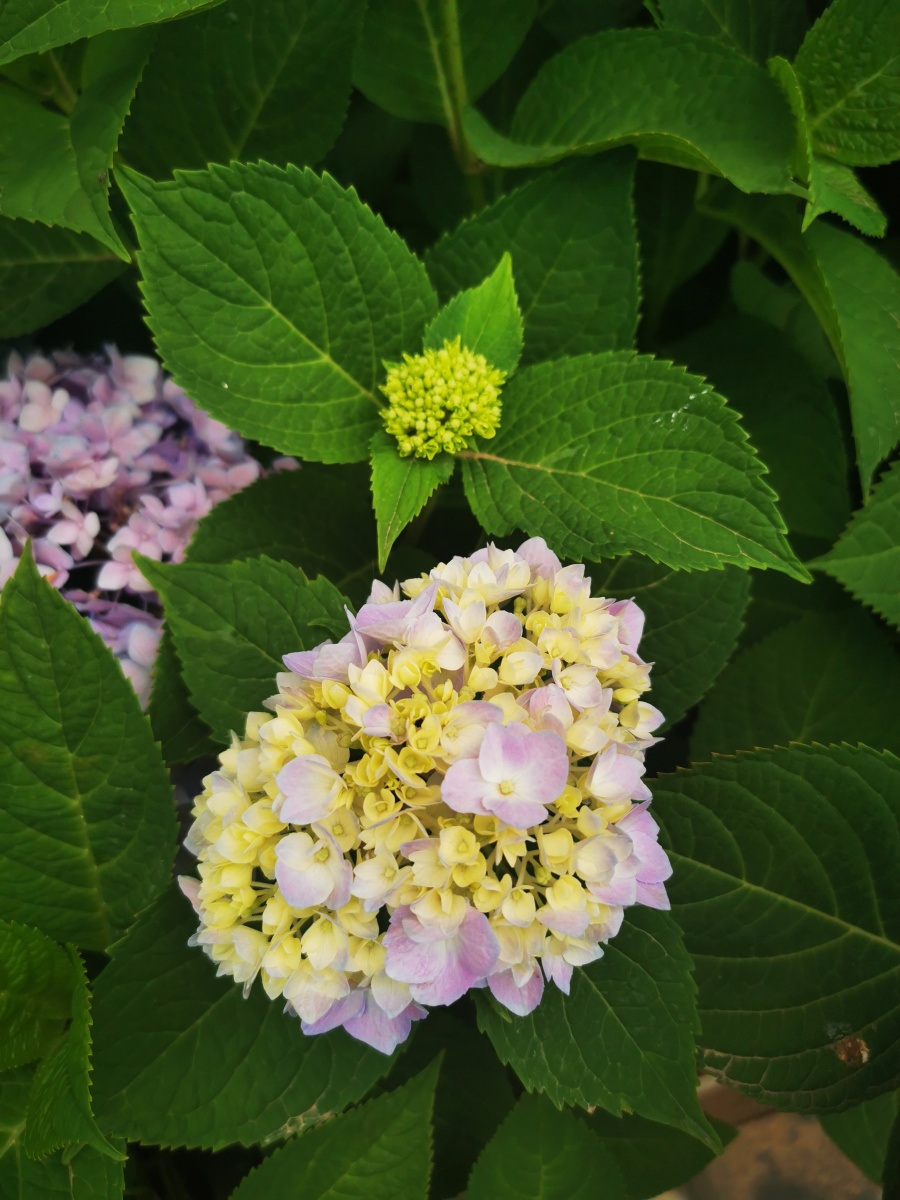 花团锦簇漂亮的绣球花