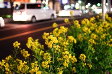 IMG_0884.jpg