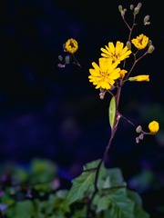 1000051706