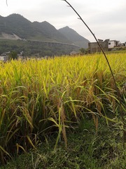 F70083CF-4035-46EB-9F12-3A31C9EC9992/L0/001
