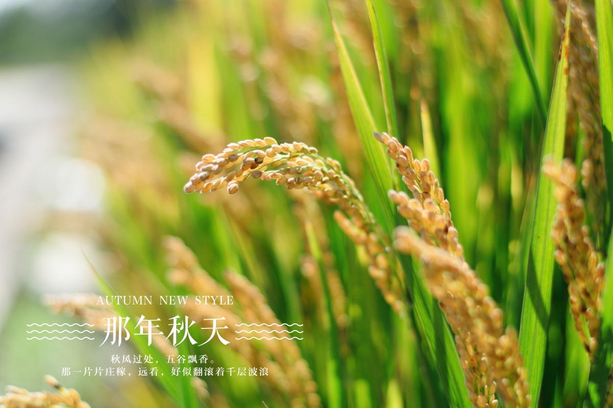 稻花香里说丰年