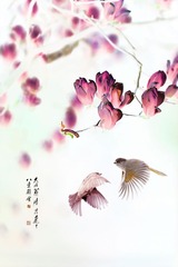 z的09as