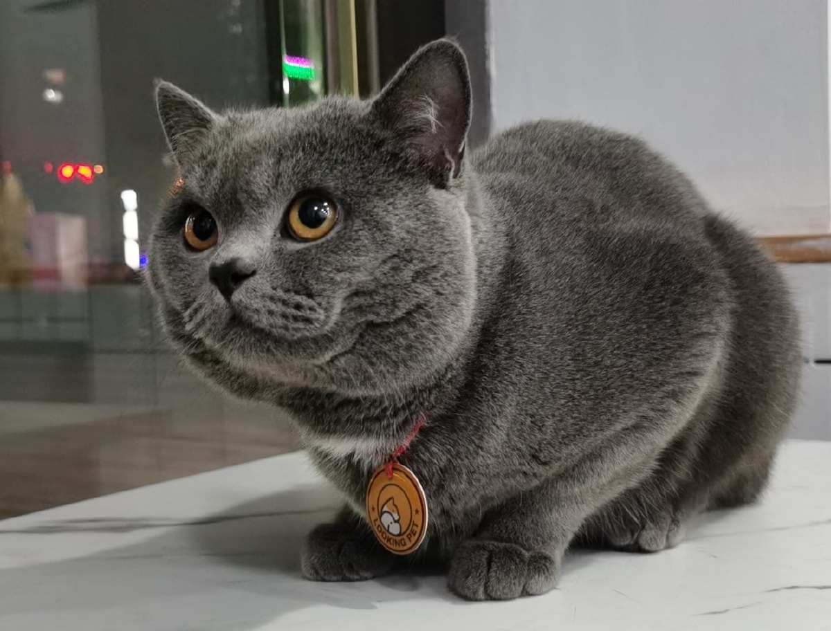 健康温驯的英短毛猫表情党05