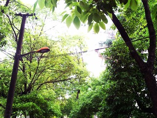 夏未至，雨初歇03.jpg