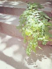 20130513_123329_副本.jpg