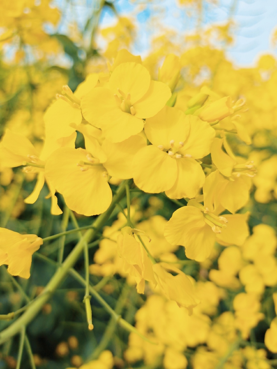 看到美的事物,心情就像这花儿般,明艳动人