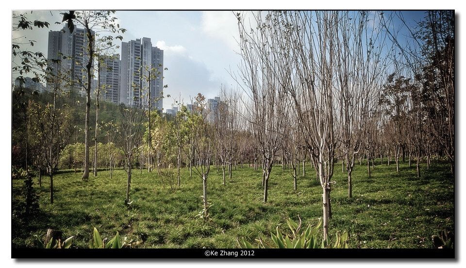 Tree<br />
©Ke Zhang