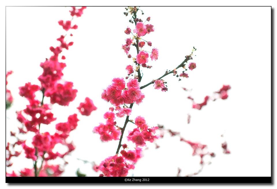 ©Ke Zhang