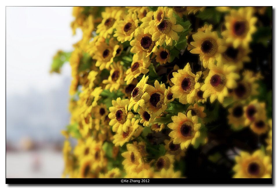 Chrysanthemum<br />
©Ke Zhang