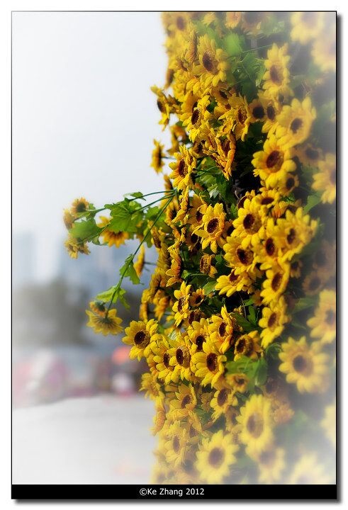 Chrysanthemum<br />
©Ke Zhang