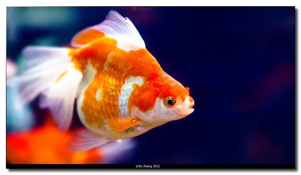 Fish<br />
©Ke Zhang