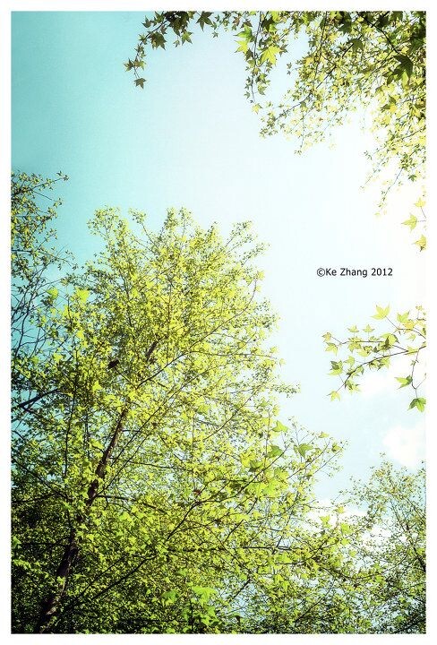 树林3<br />
©Ke Zhang
