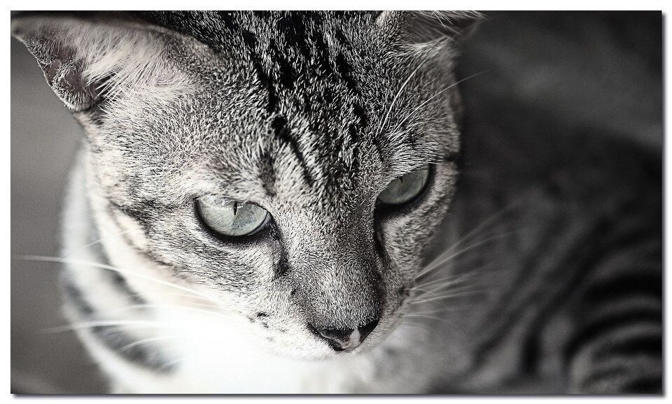 Cat<br />
©Ke Zhang