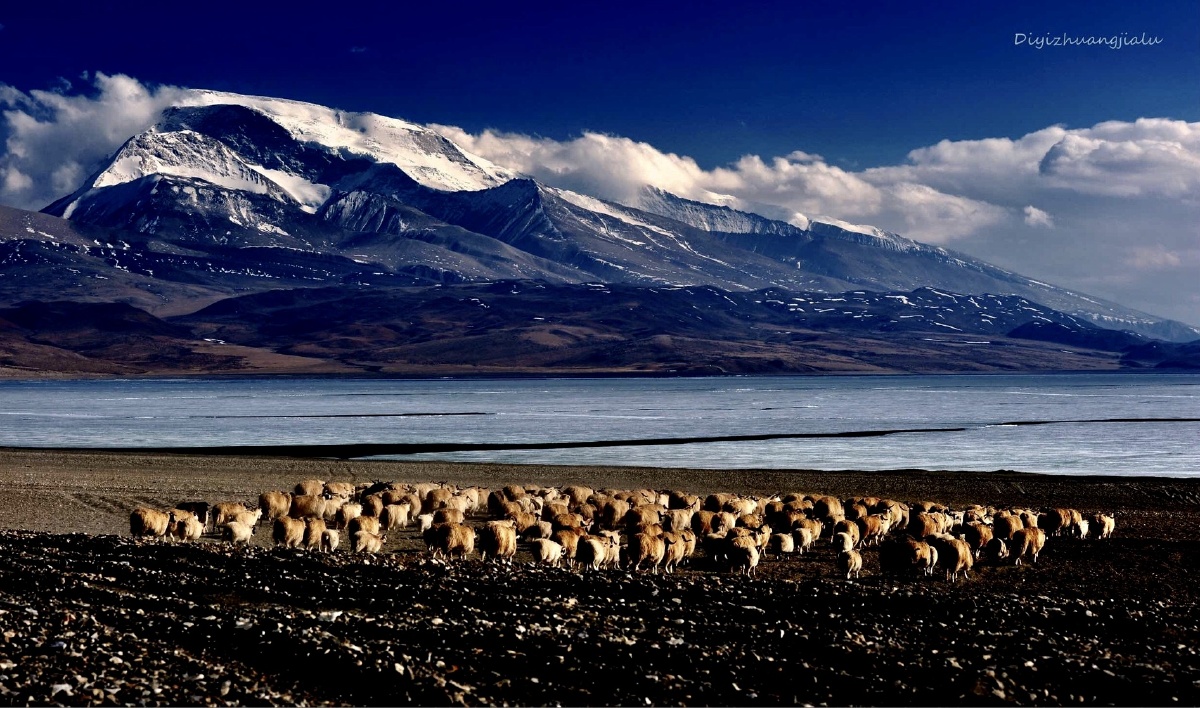 天地间狂野阿里迎着狂风二位姑娘为何奋力将羊群赶至寸草不生的鬼湖边