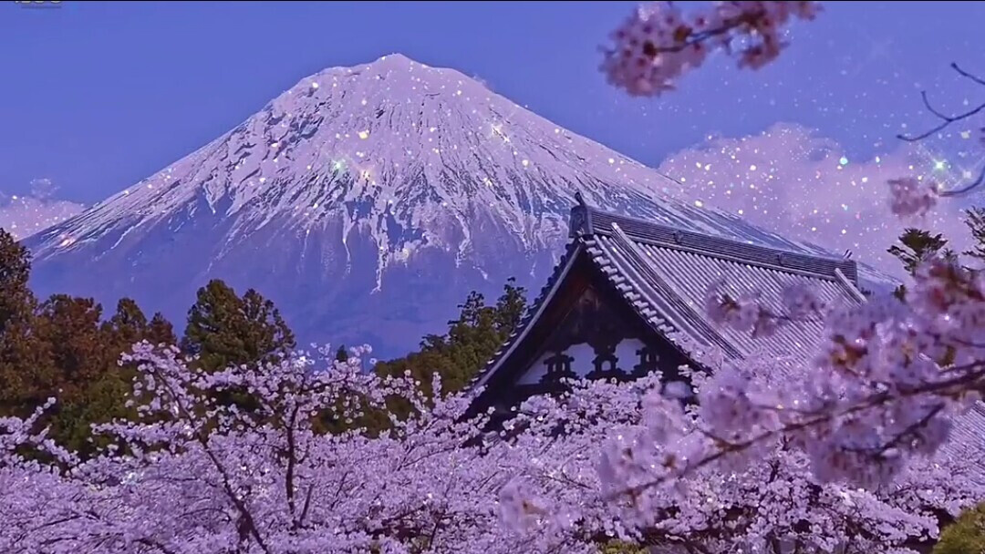 想和你一起去看富士山的樱花