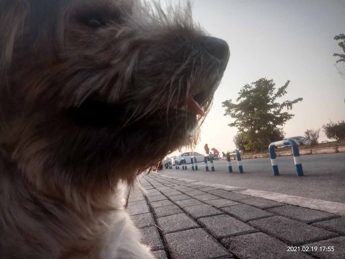 从狗狗的眼里看世界