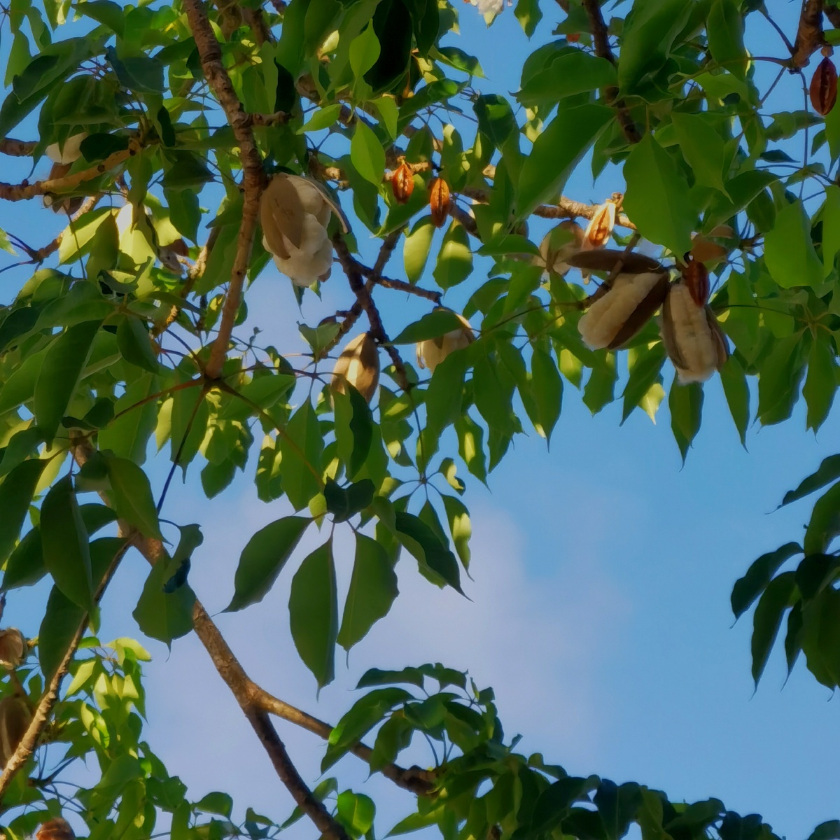 夏天是木棉花的季节