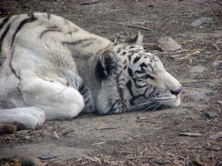 IMG_2600.jpg