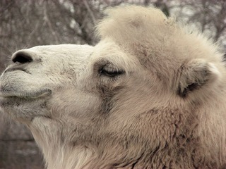 IMG_2463.jpg