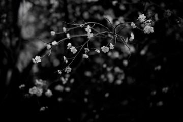 177EC4D8-B02D-4EC7-93A7-9CB5751938BC/L0/001