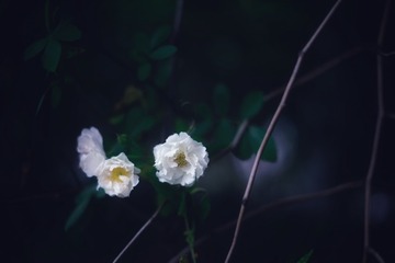 D1CC5F31-DA2C-485A-A156-983DA1FD1D0E/L0/001