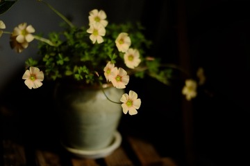 11F3F47A-7871-4F0D-9398-5AD6C6F4A226/L0/001