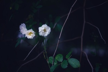 46F38E58-60A8-45C1-8EF2-39DE76927699/L0/001