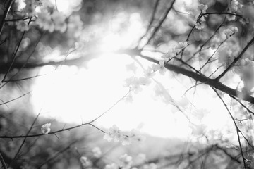 F579361C-AF00-4149-9357-B0D482296C49/L0/001