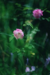 3168DFD7-B10C-47DC-8AAA-47F5DA04204B/L0/001