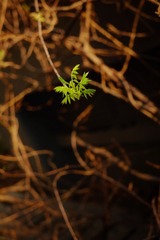 5929C5EE-10D3-40C8-A84E-72BF92698C26/L0/001