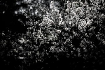 E3D54A86-DD1A-4136-A693-6DBB2F0CC12A/L0/001