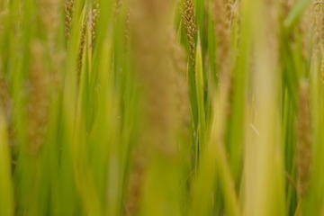 BCF60BEC-9858-4C72-8581-C75002EE105D/L0/001