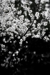 A4BE7278-F849-49F1-854E-EB845F63C0FD/L0/001