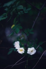7A651AA1-A621-45B3-A34B-4D4EFA801FA0/L0/001