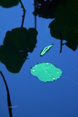 一汪池荷3.jpg