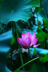 一汪池荷4.jpg